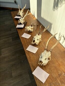 Sbírka srnčích paroží