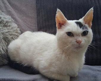 Mazlivý kocourek Piškot hledá domov