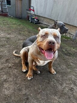 Prodám štěnata american bully xl s pp