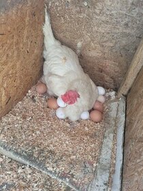 Kuřata a násadová vejce