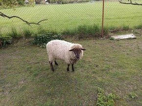 Roční ovce