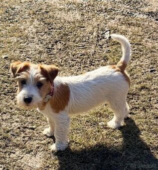 Jack Russell terier - fenka 3 mesice - 1