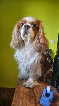 King Charles Španěl - 1