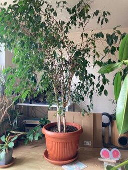 Košatý Ficus benjamina