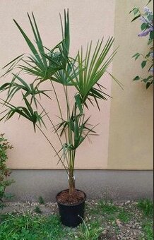 Trachycarpus fortunei - 2 metry - 1