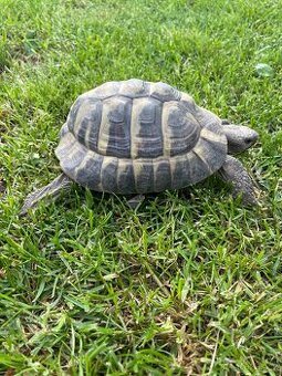 Želva zelenavá Testudo hermanni