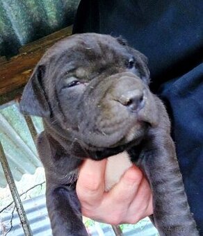 americky pitbulterier