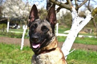 Malinoiska Naomi hledá domov