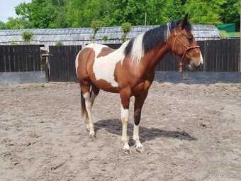 valach APH american paint horse 2 roky PH - 1