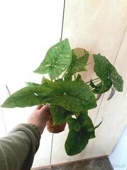 Syngonium 2 - 1