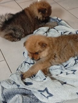 Špic pomeranian