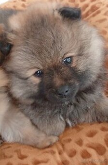 Špic pomeranian
