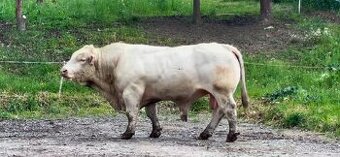 Plemenný býk Charolais