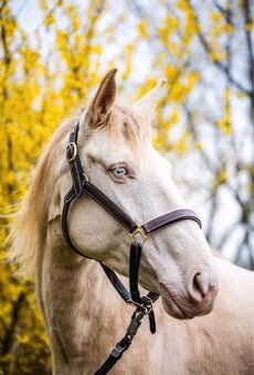 Pre / Lusitano kobča