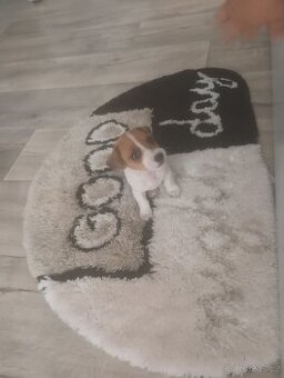 Jack Russel teriér