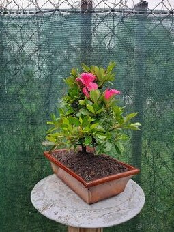 Bonsai,bonsaj Azalka Japonska - 1