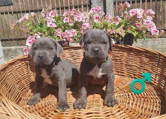cane corso šteniatka