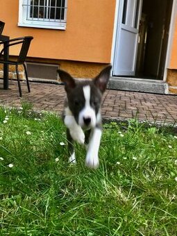 Pit aussie - štěně