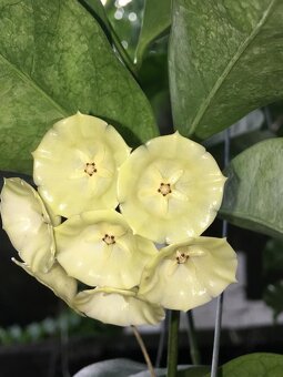 Hoya cystiantha splash voskovka