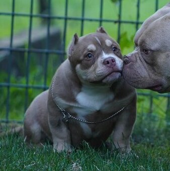 American Bully