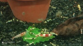 Prodám přebytky mix krevetek Caridina