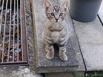 Daruji do dobrých rukou mourované 3.koťatka