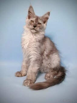 Mainská mývalí s PP