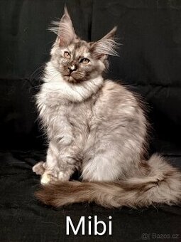 Mainská mývalí s PP