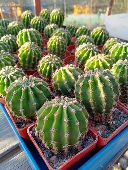 KAKTUS - ECHINOPSIS EYRISII