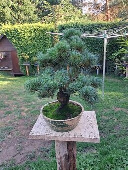 Bonsaj,bonsai Borovice