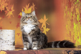 Sibiřská kočka - kocourek s PP Kai