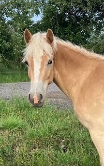 hafling valášek 2,5 roku