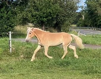 hafling valášek 2,5 roku