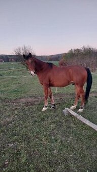 Shagya arab valach 14 let