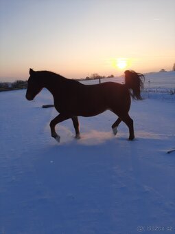 Shagya arab valach 14 let