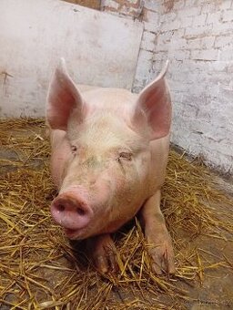 Nabízím porážku veškerých hospodářských zvířat