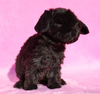 Zakrslý rex beránek , samička s VP .