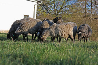 Prodám romanovská jehňata na maso