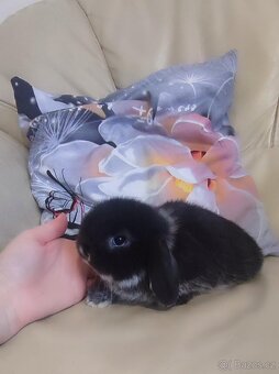 Minilop mini zakrslý beránek