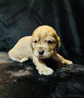 Anglický kokršpaněl