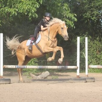 Hledám pronájem koně