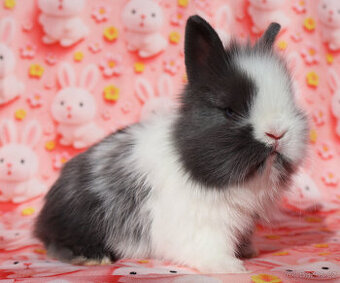 Zakrslí krátkouchý králíčci lvíček a TT samečci s VP