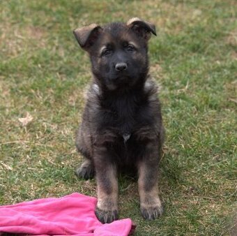 Německý ovčák s PP FCI