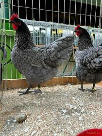 Australka modrá černě lemovaná - násadová vejce + kuřátka
