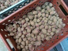 Sadba brambor