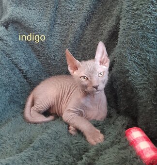 Don Sphynx Kocourky