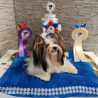 Bieber Yorkshire Terrier