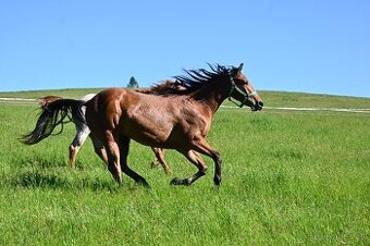 Paint horse valášek