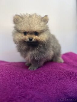 Pomeranian s PP