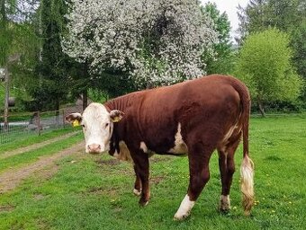Jalovice Hereford
